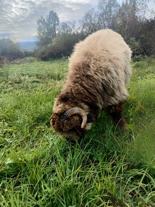 Berbec de vânzare, vârstă 10 luni