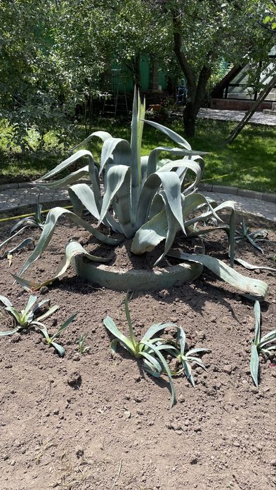 Продаётся крупная агава американская + детки
