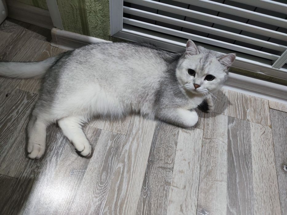 Отдам даром кота