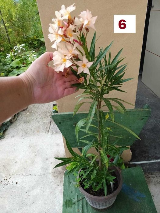 Зокуми,Олеандри,Лян