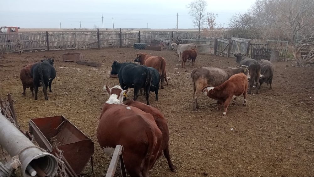 33 бас қара мал сатылады | Продаётся 33 головы рогатого скота