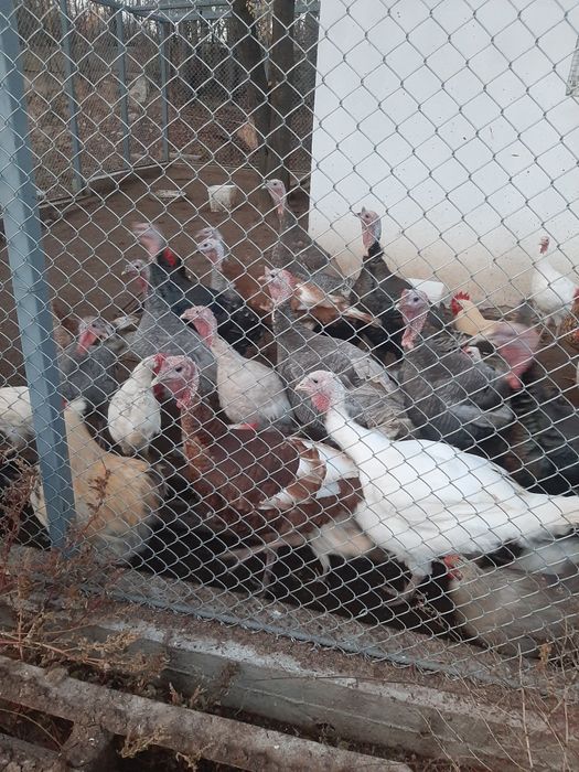 Домашни пуйки и пуяци