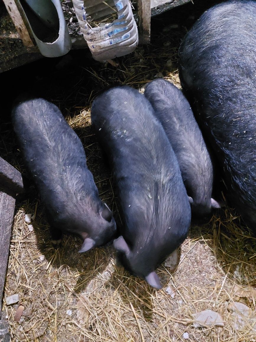 Свиньи поросята.Вьетнамские свиноматки покрытые