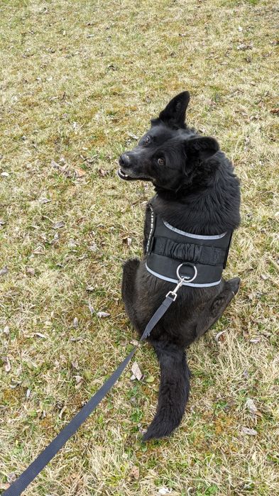 Plimb căței  (Mănăștur/Zorilor)