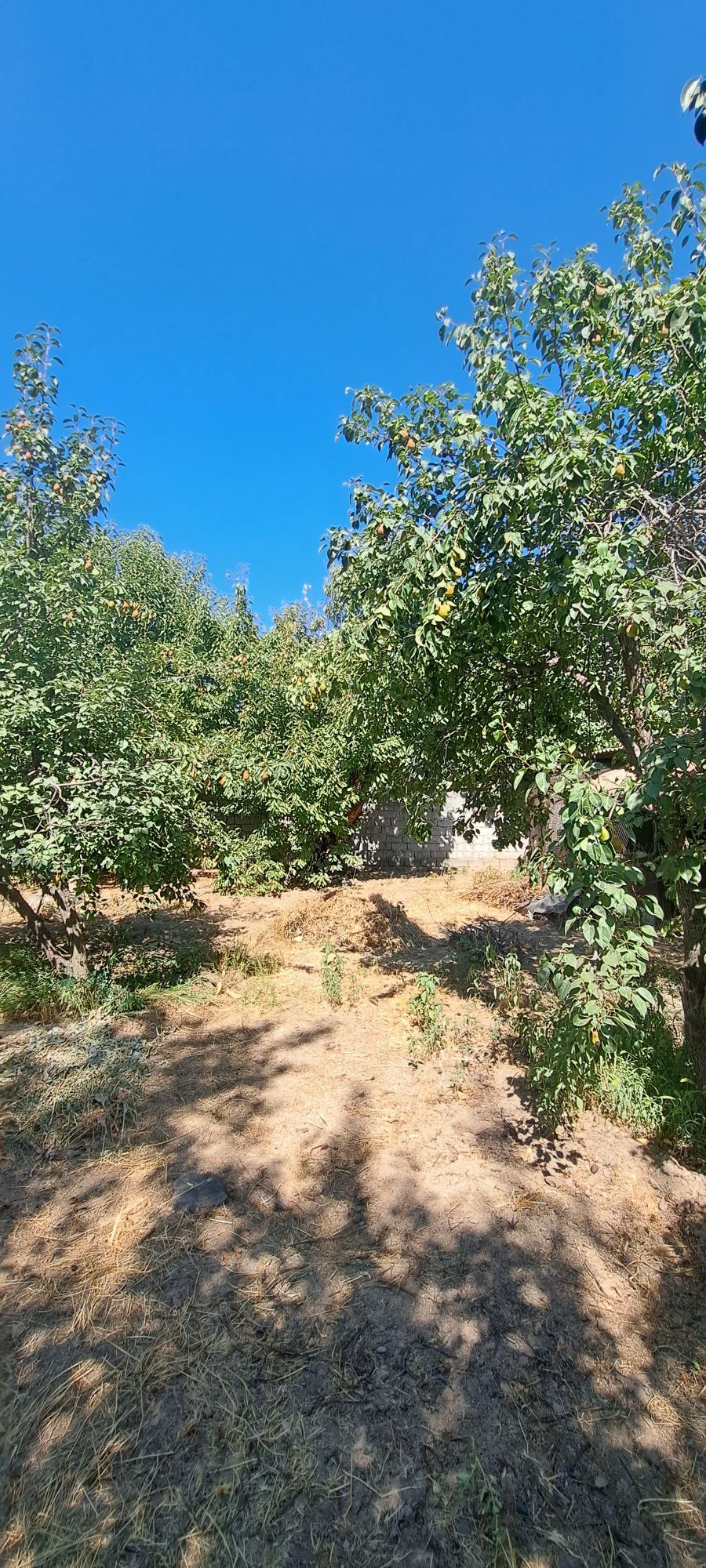 Дача 300 м от дороги Навбахор. Вода есть Рядом Паркент Янгибазар Топ