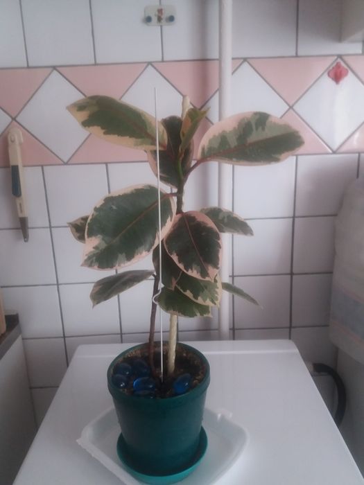 Цветы комнатные. Фикус  тинеки