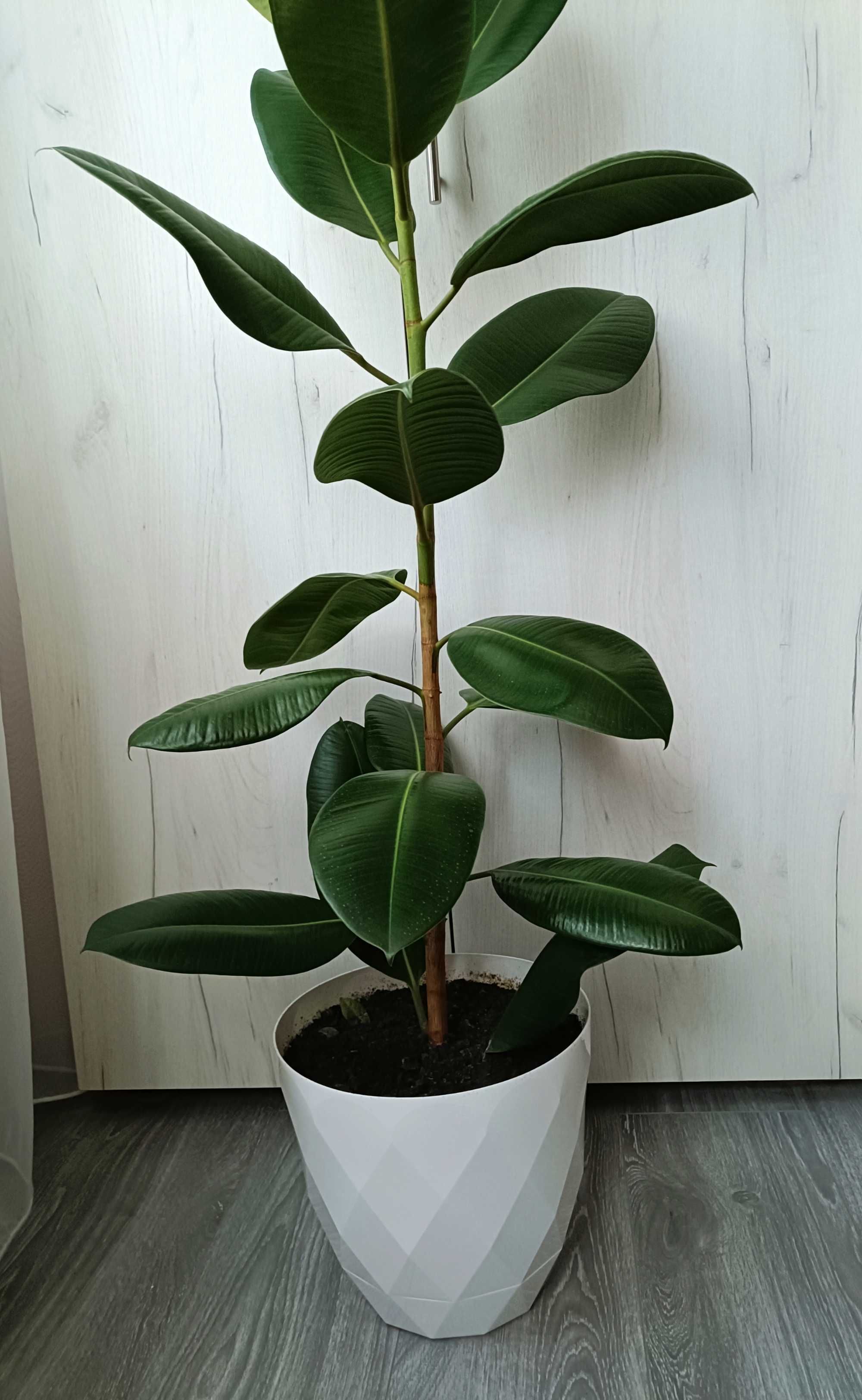 Ficus 1,50 cm, livrare gratuită