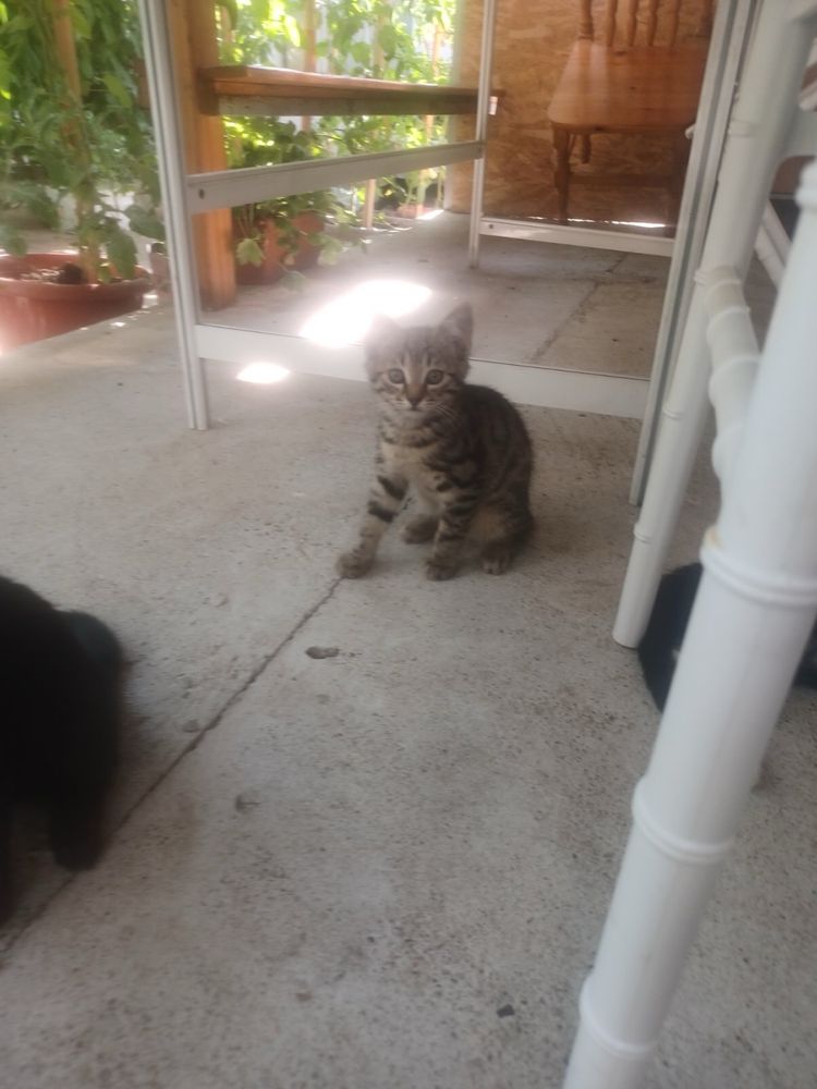Подарък Малки котета