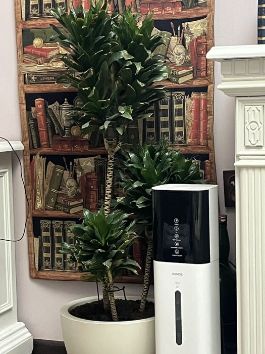 Продам комнатные цветы