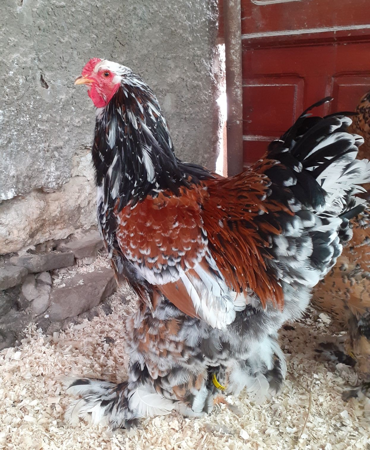 Disponibile oua brahma portelan