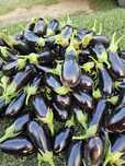 Legume consum rosii,castraveți, ardei,vinete