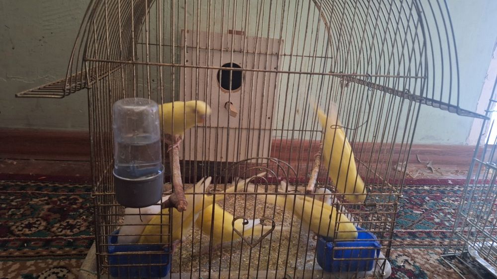 Тутикушлар сотилади