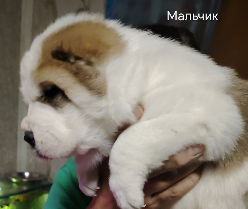 Продаются щенки алабая