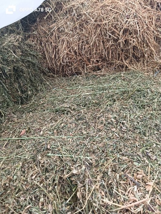 Baloți lucerna 2025