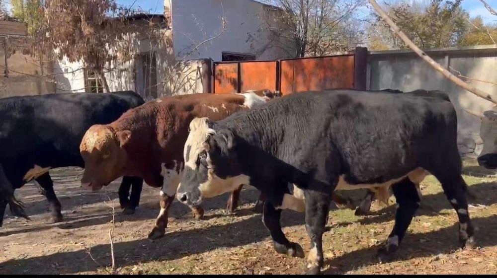 Продается в крупно-рогатый скот быки.