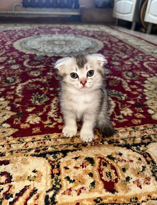 Вислоухий ,отдам в хорошие руки