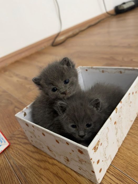 Екі мысық беріледі