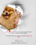 Frizerie canină / Toaletaj canin / Tuns Căței REDUCERE