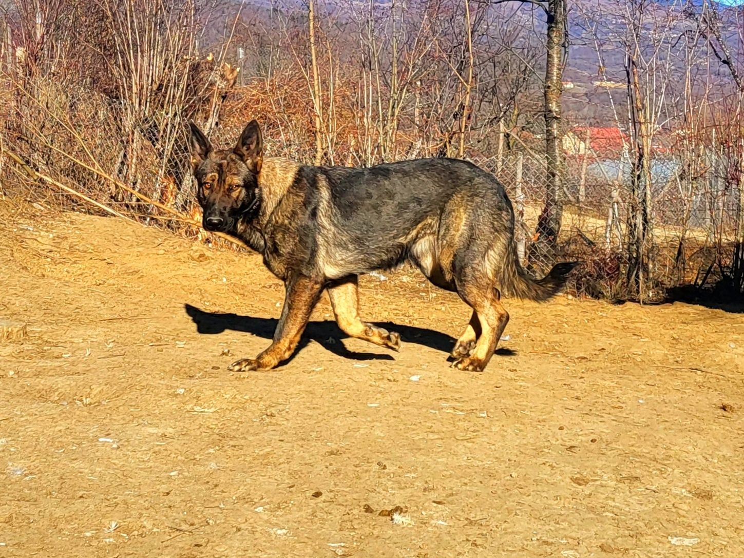 Ciobanesc german linie de lucru cu pedigree