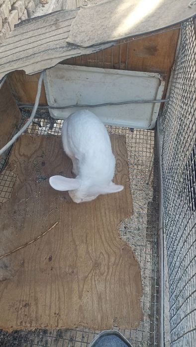 Zotli quyon sotiladi