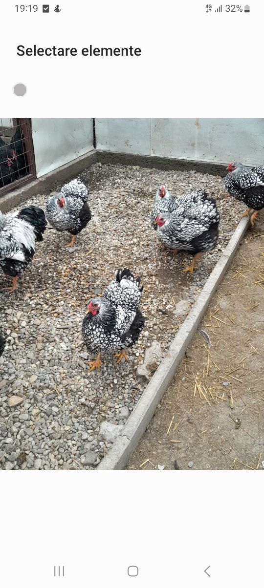 Oua incubat wyandotte/australorp