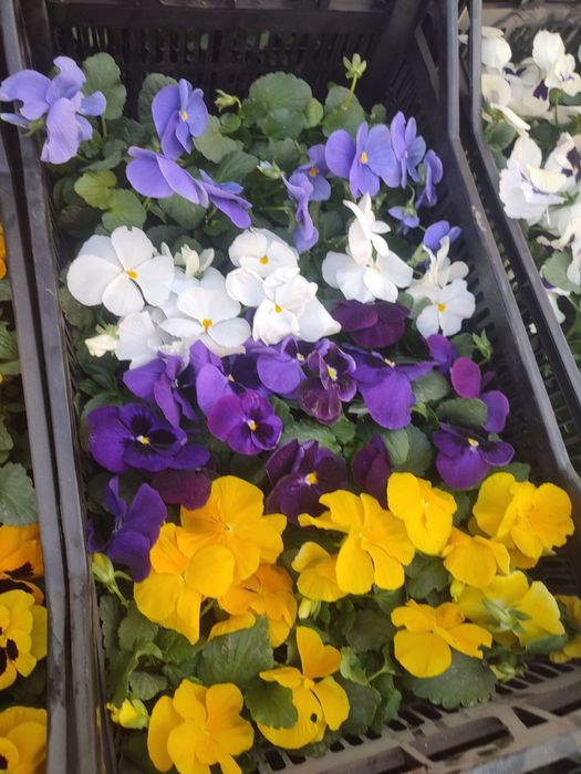 Viola gullar chiroyli ekib berish alohida