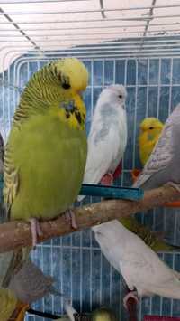 Выставочные волнистые попугаи -чехи