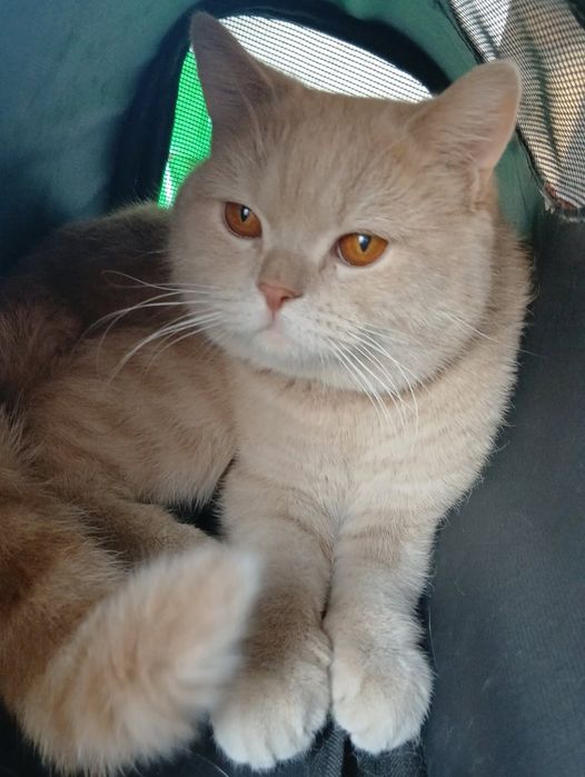 Britan Shorthair, soglom mushuk