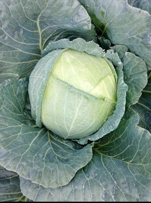 Varza de Buzău în cantități marii!