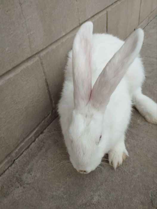 Quyon quyon sotiladi