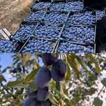 Prune stanley prune de masa calitate superioara