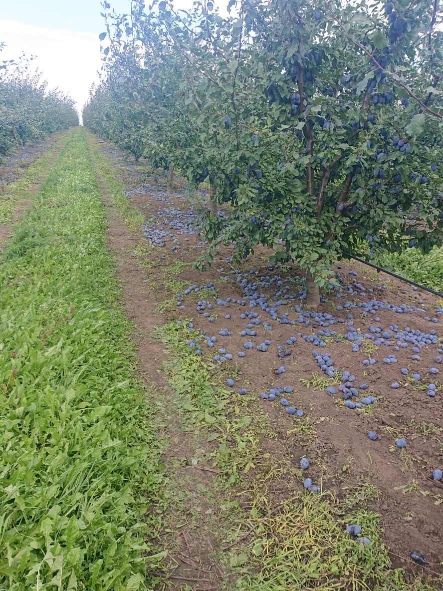 Vand PRUNE diverse soiuri