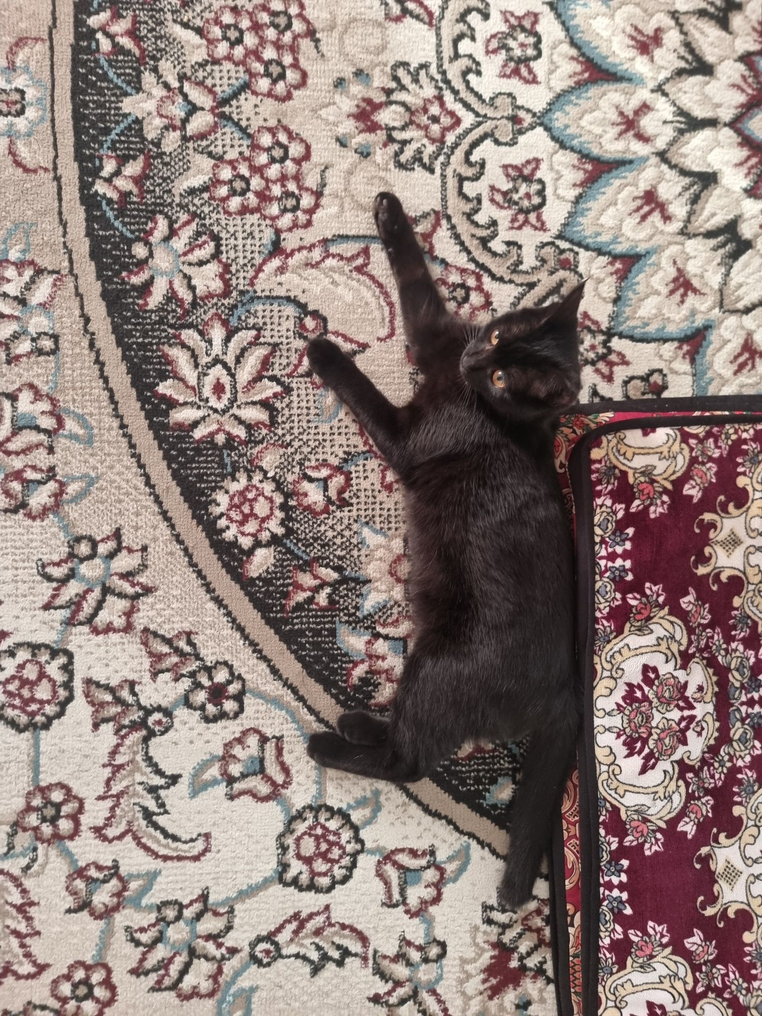 Кошка домашняя чиста чёрная