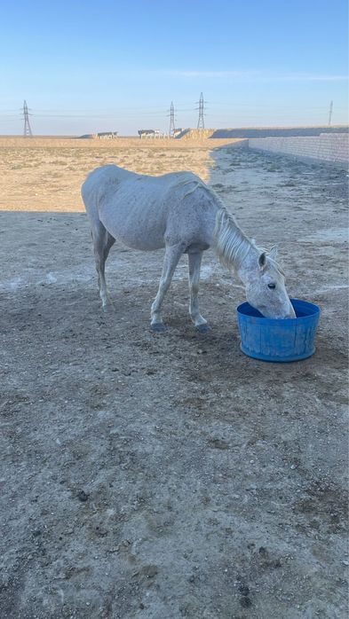Тоқтасқан бие сатылады