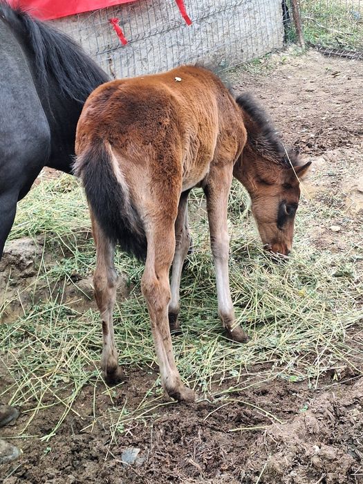 Vand iapa cu varsta de 3 ani cu manz