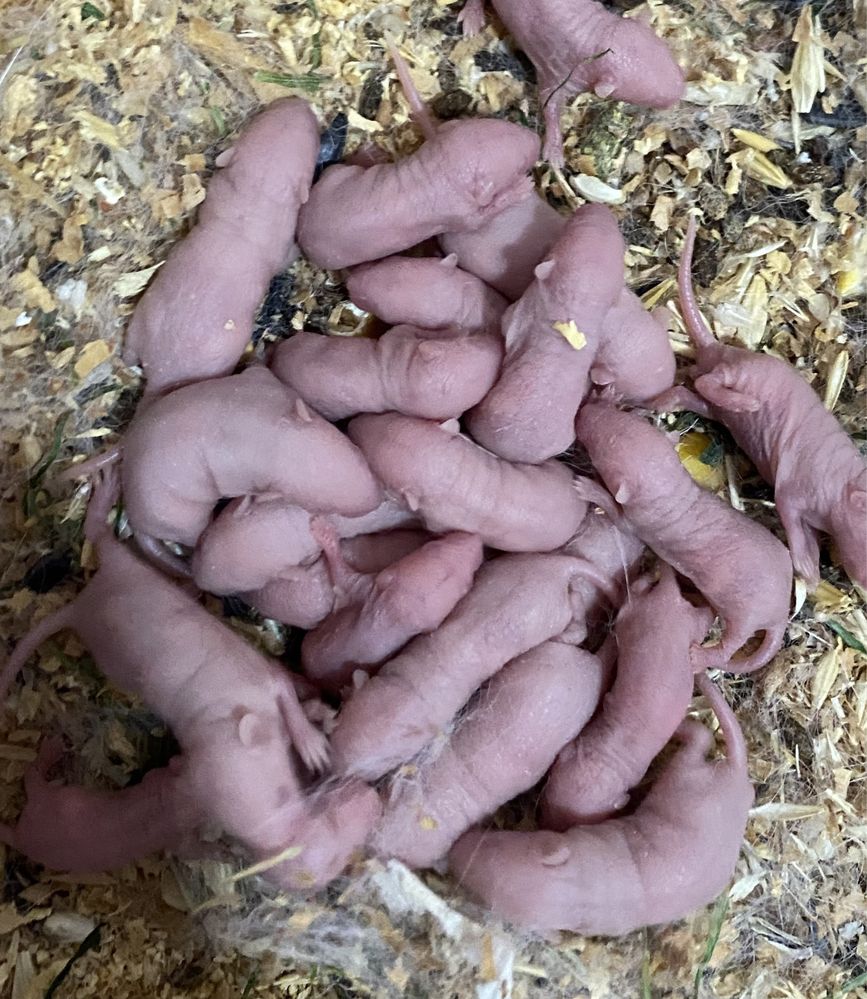 Голыши кормовых мышей