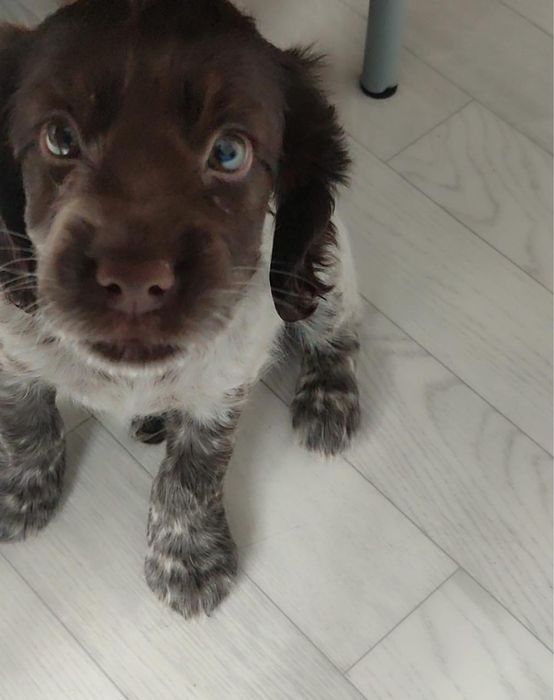 Русский спаниель