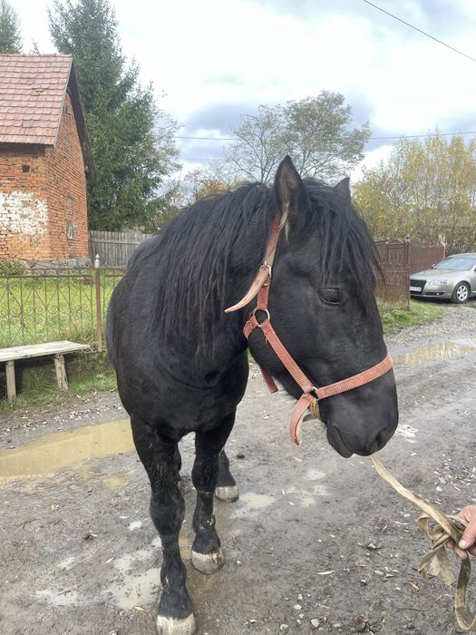 Mânz de vanzare-bine ingrijit