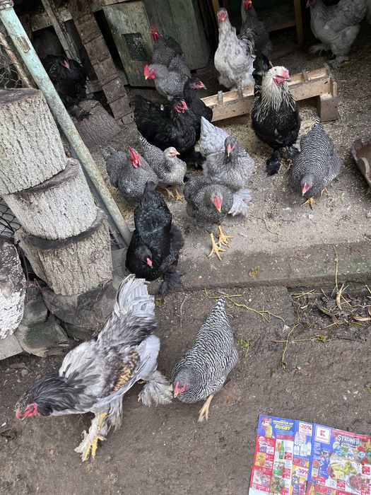 Vand gaini de rasa 7 luni jumatate Plymouth Rock/ Brahma