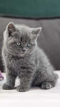 British shorthair