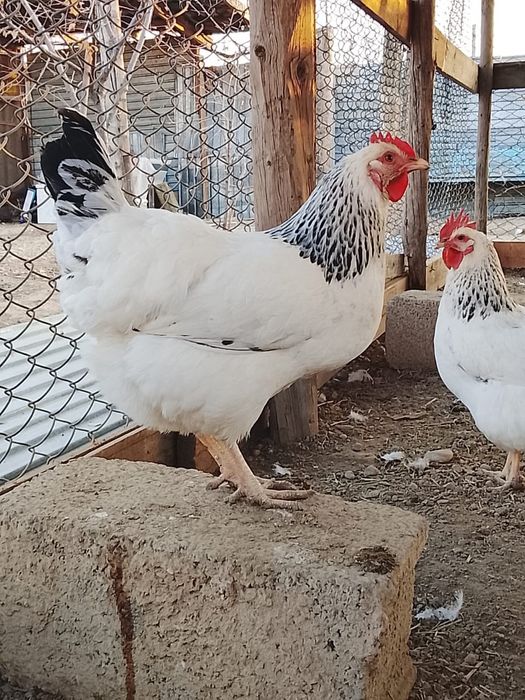 Куры адлерской породы чистокровные