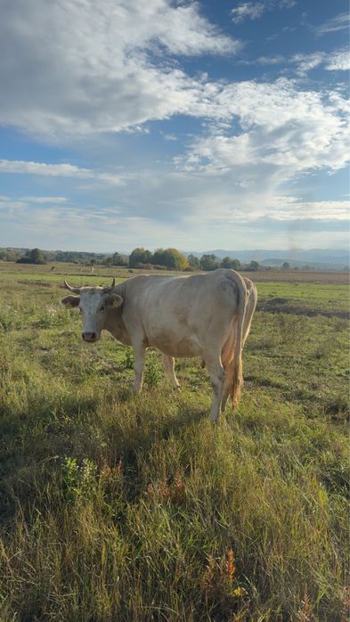 Vand vaca cu vitel