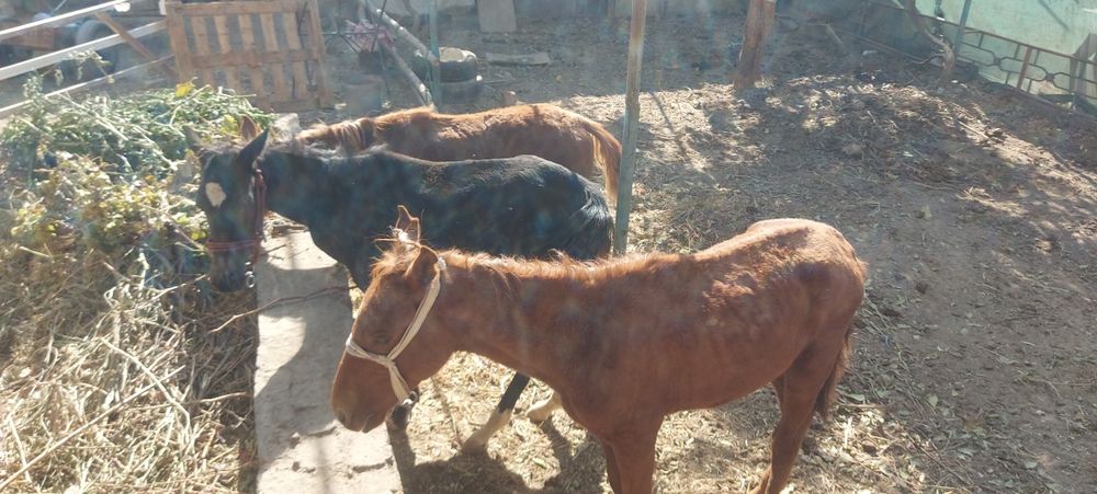 От той эркак 2 та ургочи 1 та