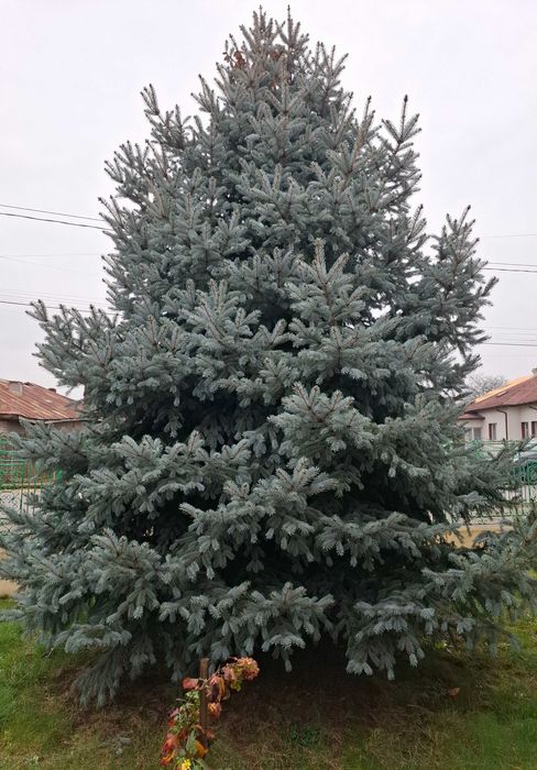 Brad natural argintiu, aproximativ 5-6 metri.