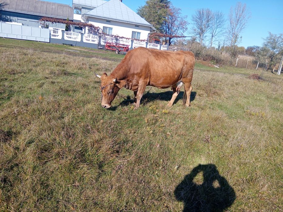 Vând vaca gestanta in 5 luni