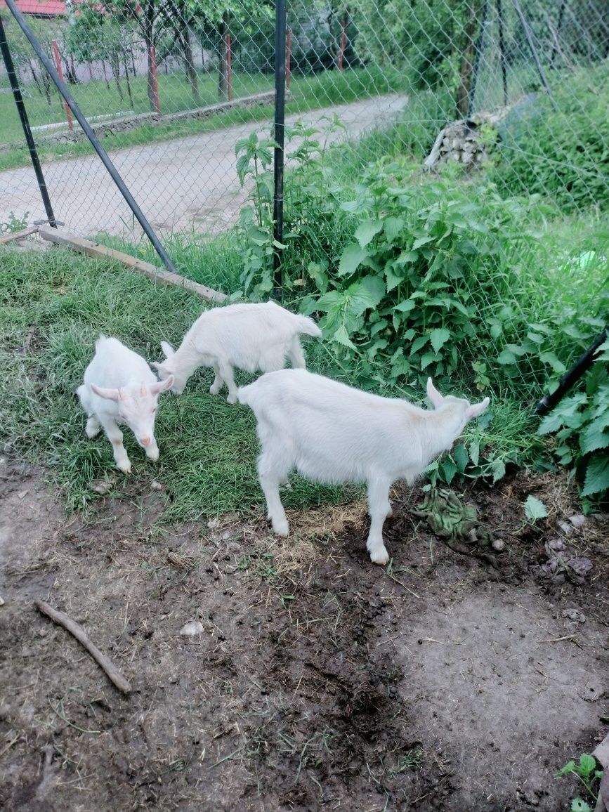 Vad ied (tapisor) sut din tripleți din capra de 5 l lapte