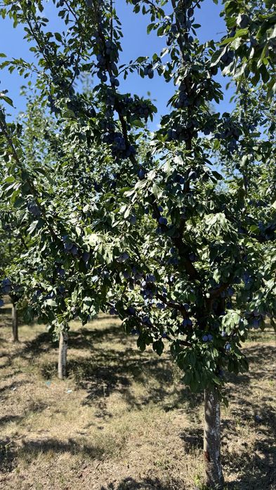 Vând prune Stanley - 7 lei/kg