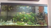 Pesti acvariu guppy
