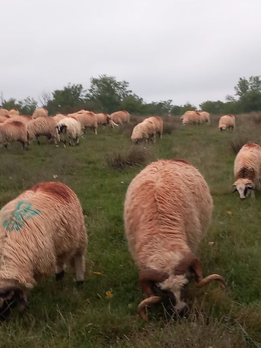Vând oi bine tinute