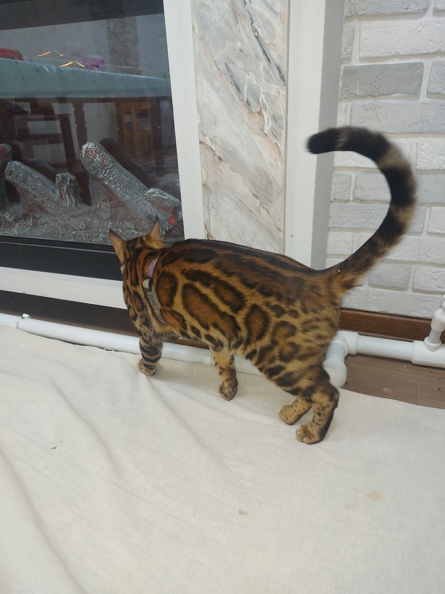 Бенгальская кошка